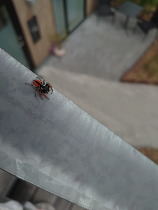 Philaeus chrysops (Philaeus chrysops)