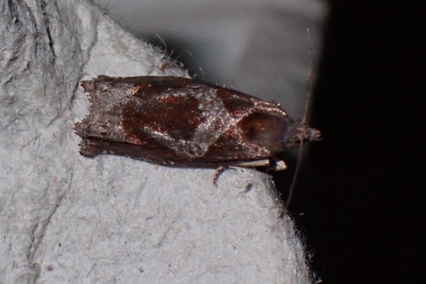 Gråbynkegallevikler (Epiblema foenella)