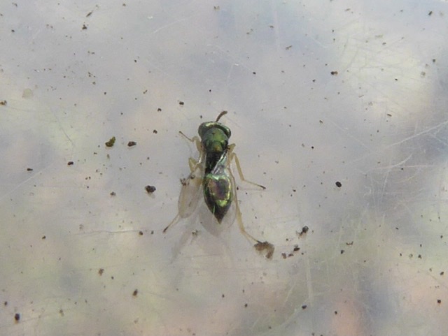 Chrysocharis sp. (Chrysocharis sp.)