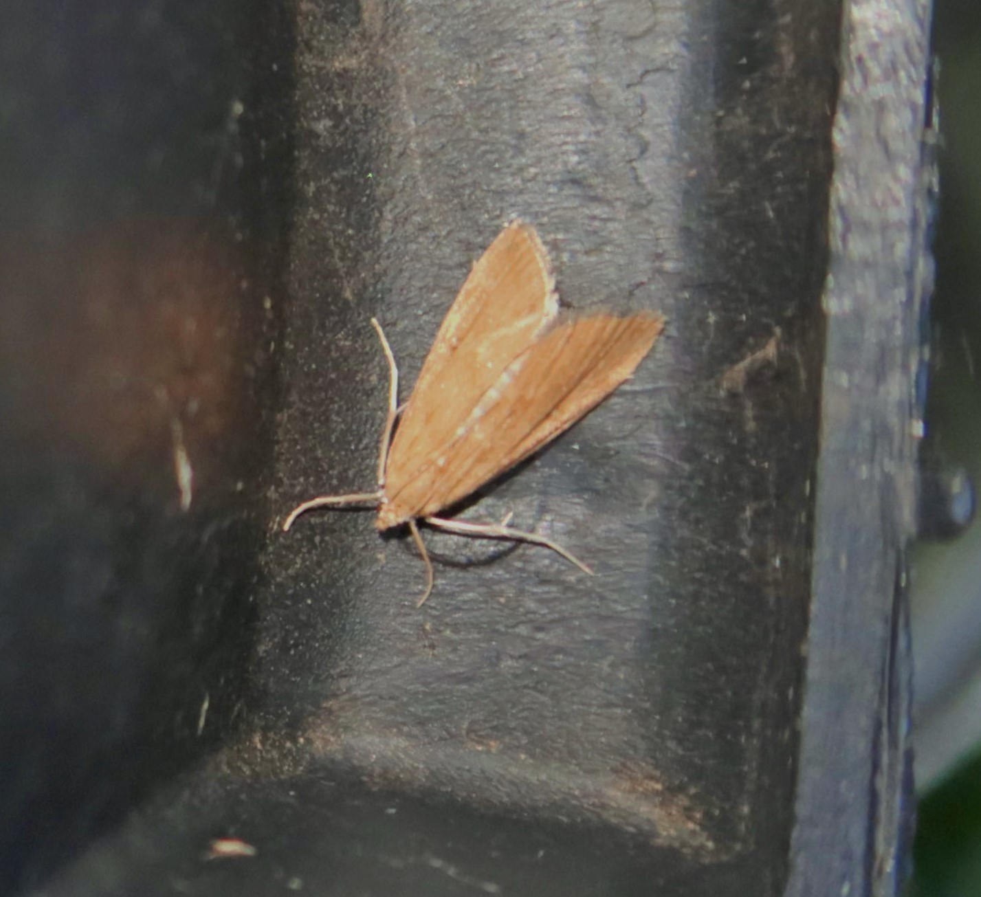 Helcystogramma rufescens (Helcystogramma rufescens)
