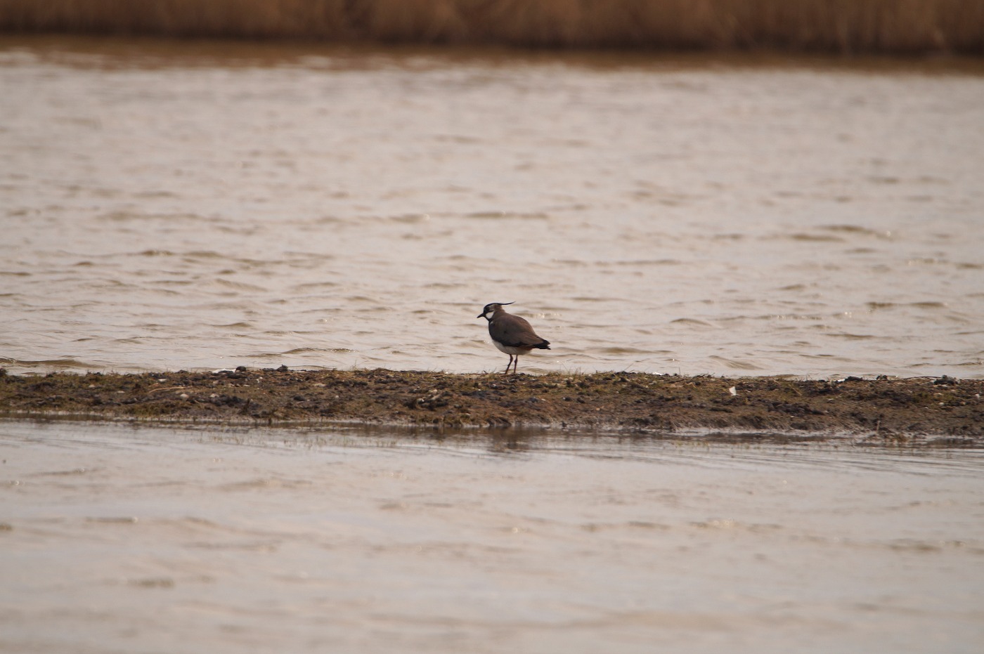 Vibe (Vanellus vanellus)
