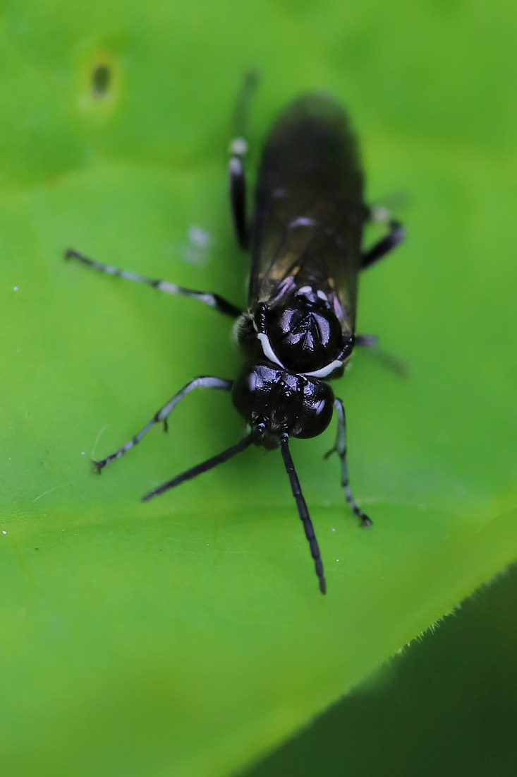 Macrophya albicincta (Macrophya albicincta)