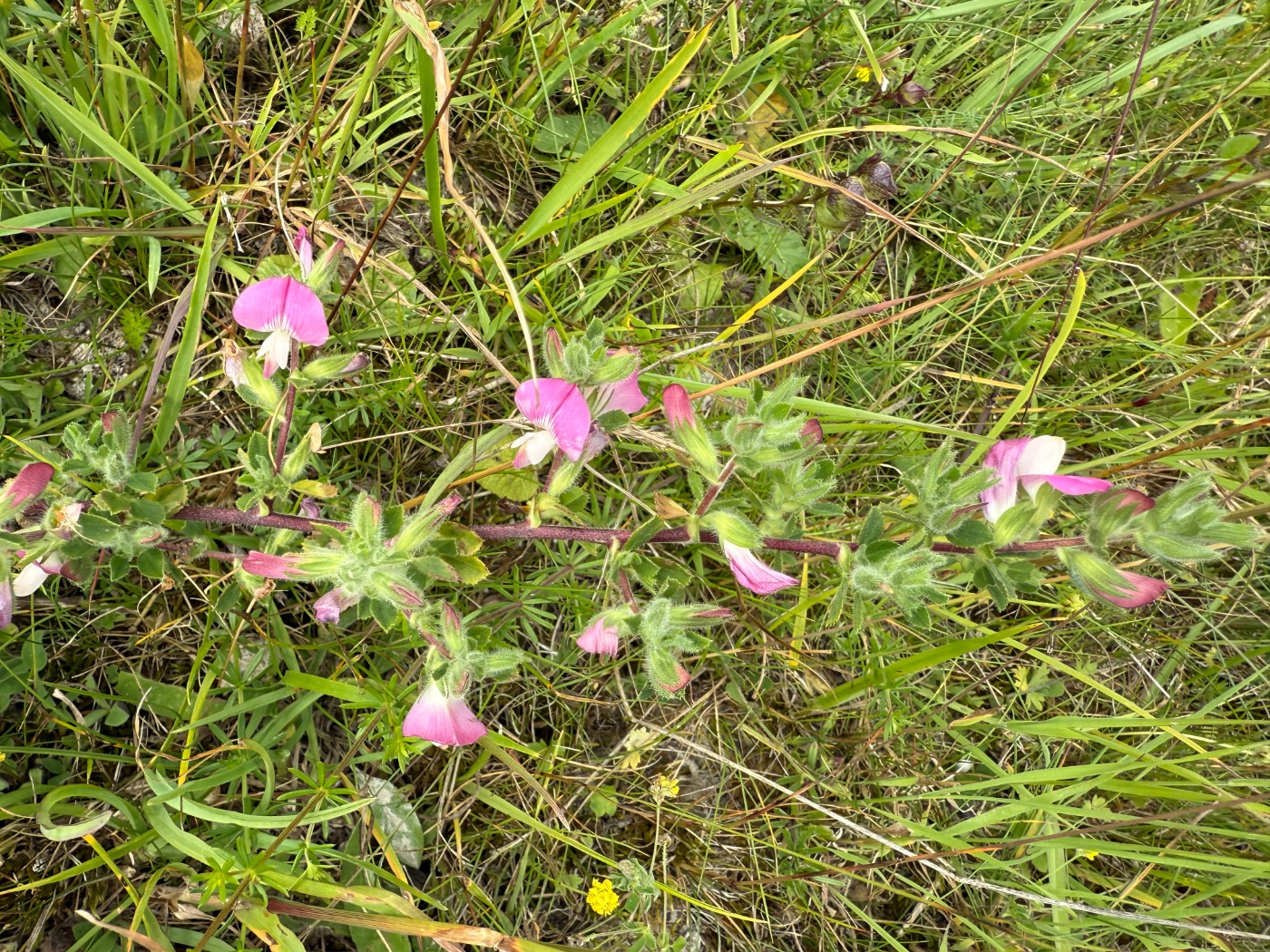 Mark-Krageklo (Ononis spinosa ssp. spinosa)