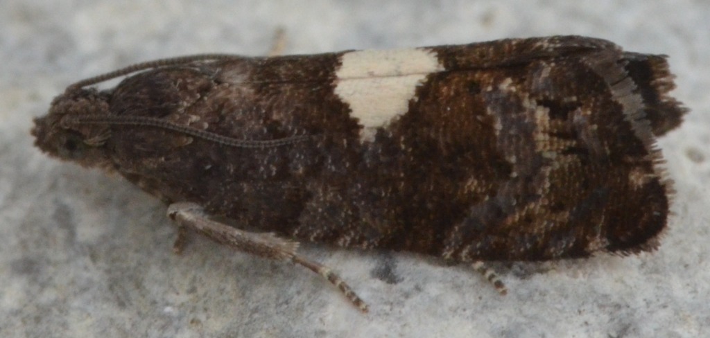 Pammene spiniana (Pammene spiniana)