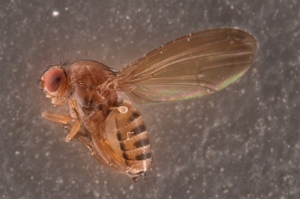 Hirtodrosophila cameraria (Hirtodrosophila cameraria)