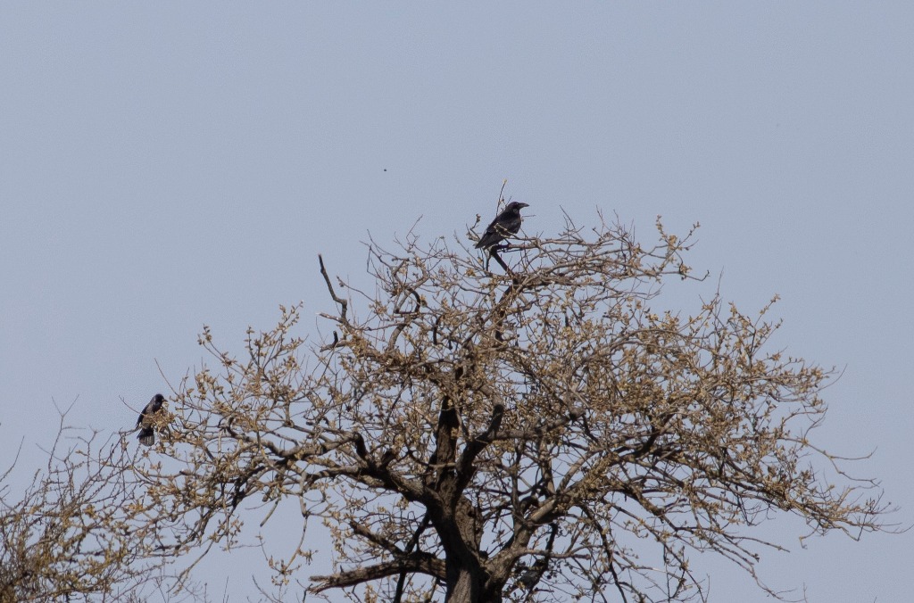 Ravn (Corvus corax)
