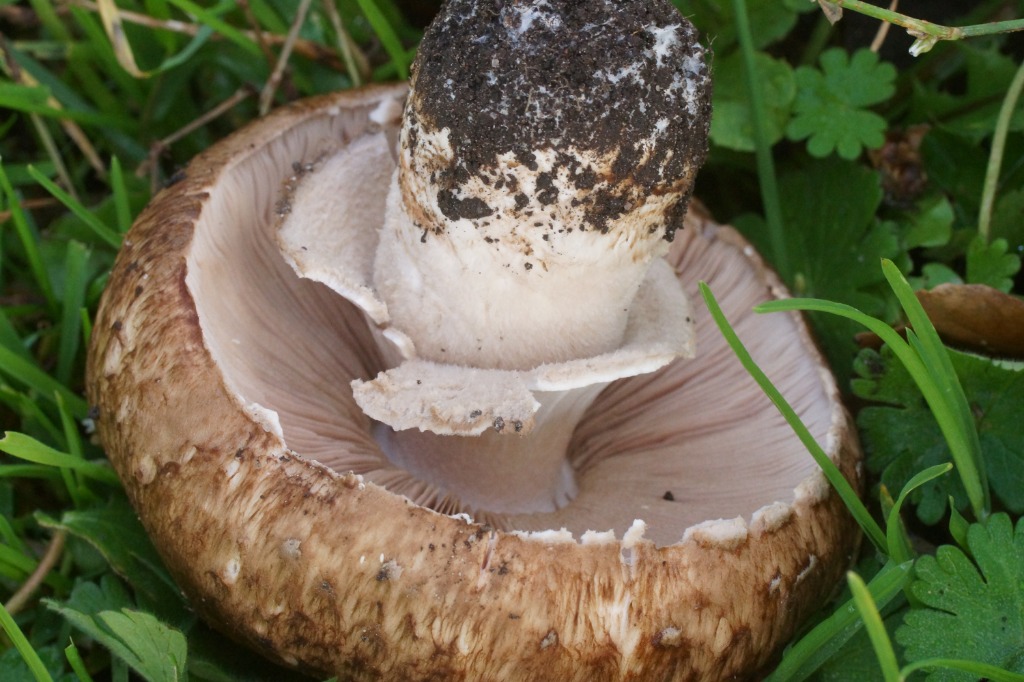 Uldstokket Champignon (Agaricus lanipes)