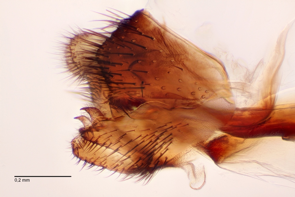 Urytalpa dorsalis (Urytalpa dorsalis)