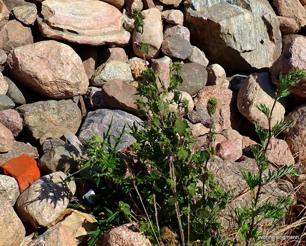 Tandbæger (Ballota nigra)