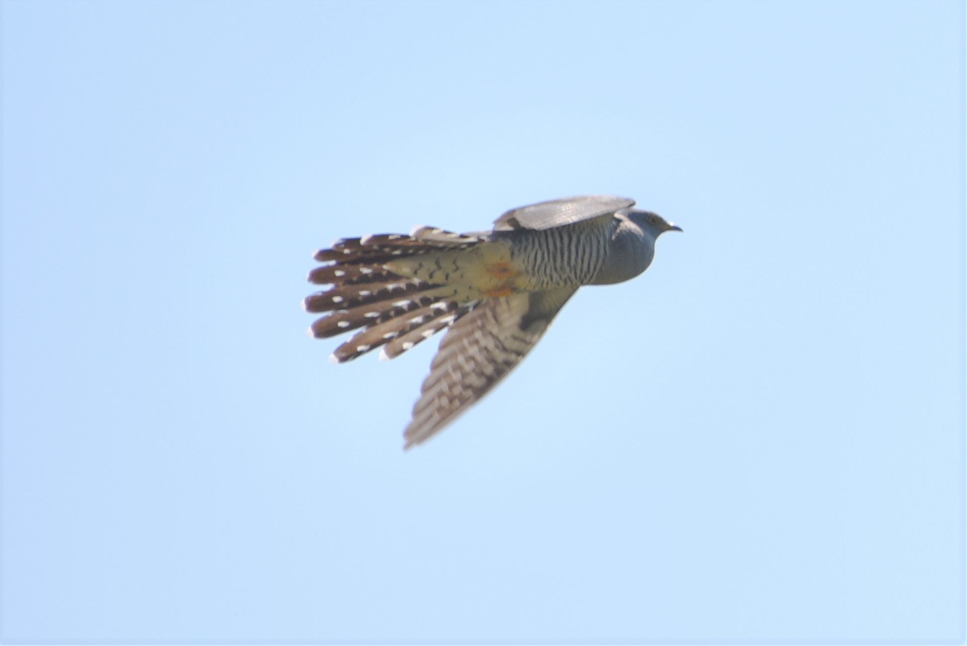 Gøg (Cuculus canorus)