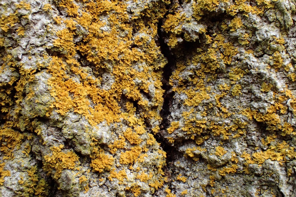 Poelts Væggelav (Xanthomendoza poeltii)