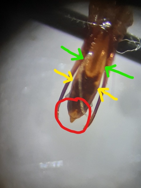 Choleva jeanneli (Choleva jeanneli)