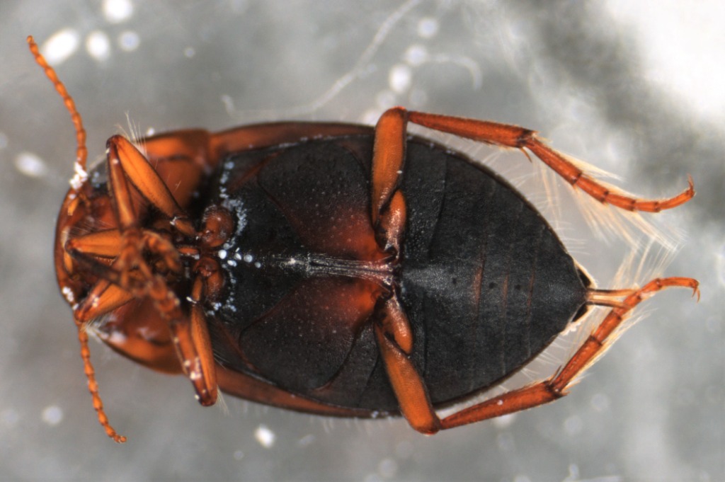 Deronectes latus (Deronectes latus)