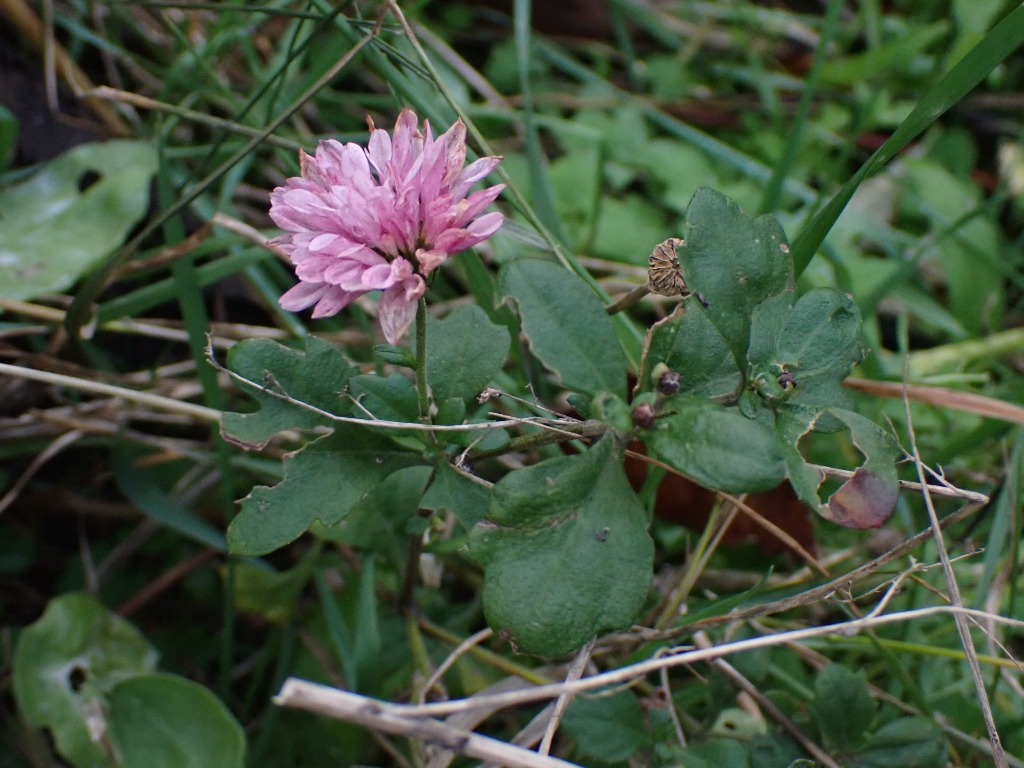 Have-Krysanthemum (Chrysanthemum x grandiflorum)