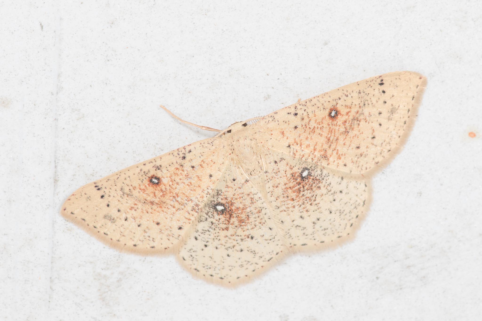 Grumset Egeringmåler (Cyclophora porata)