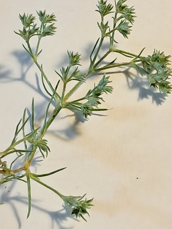 Enårig Knavel s.l. (Scleranthus annuus)