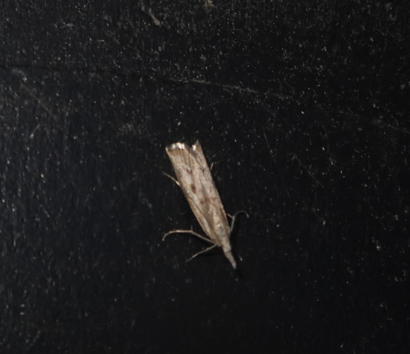 Agriphila geniculea (Agriphila geniculea)