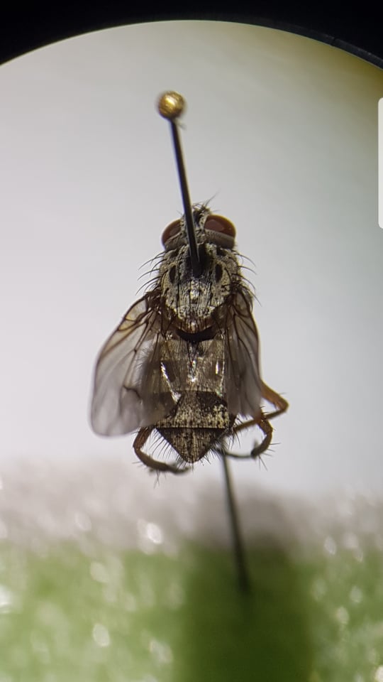Phaonia errans (Phaonia errans)