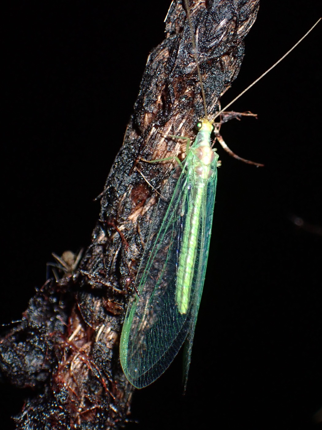 Nineta flava (Nineta flava)