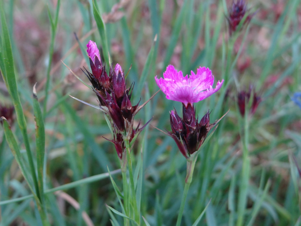 Karteuser-Nellike (Dianthus carthusianorum)