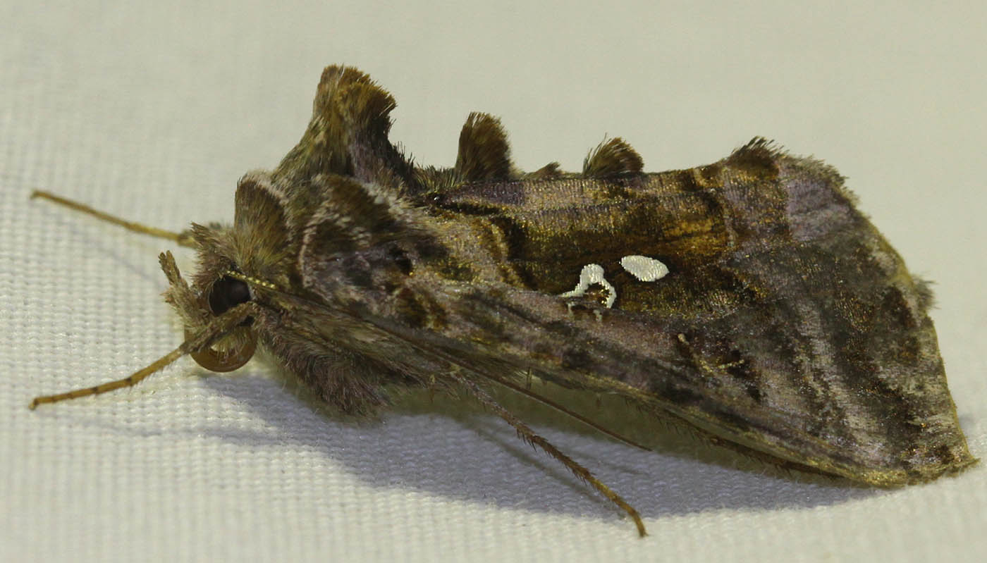 Det Gyldne Y (Autographa buraetica)