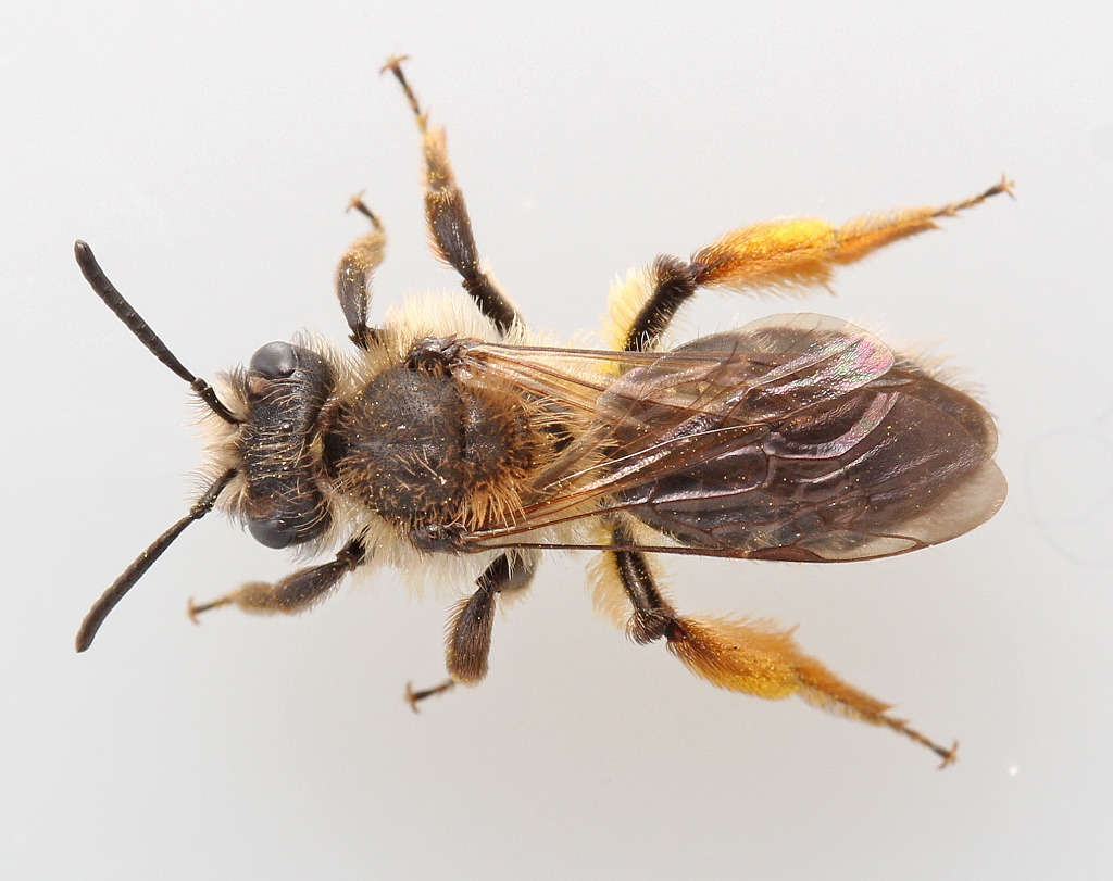 Lille Pilejordbi (Andrena ruficrus)