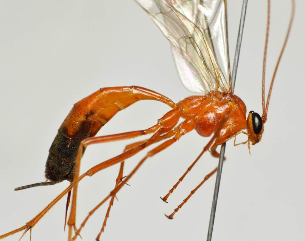 Netelia melanura (Netelia melanura)