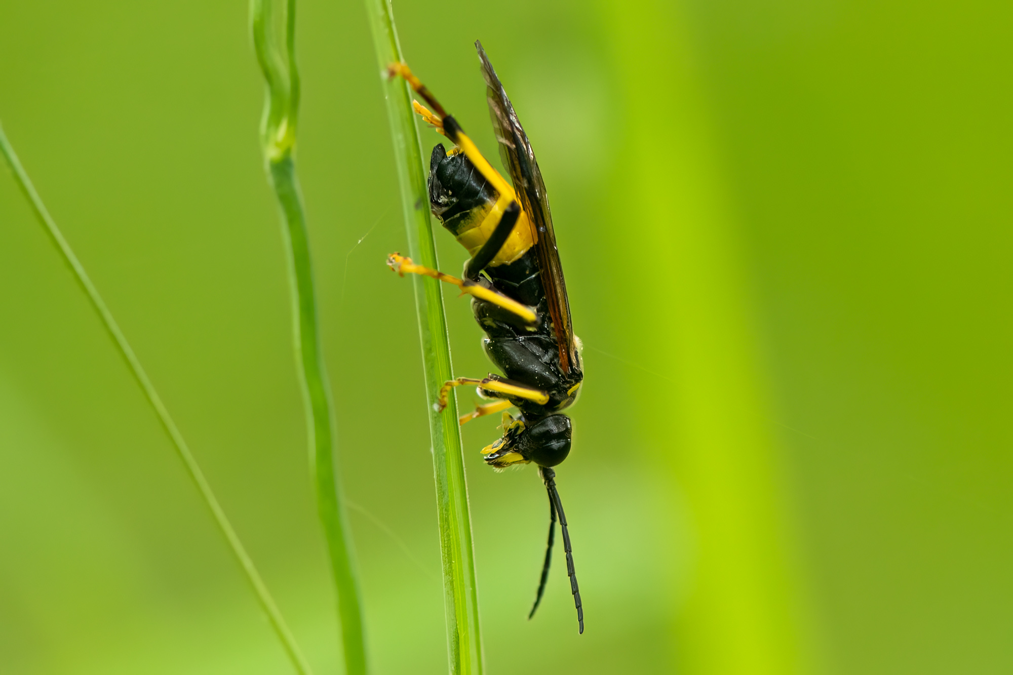 Tenthredo maculata (Tenthredo maculata)