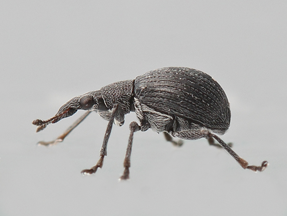 Apion cerdo (Apion cerdo)