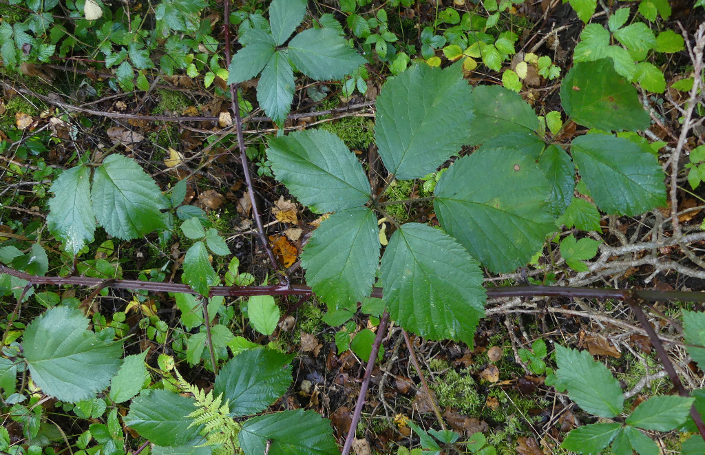 Smuk Brombær (Rubus gratus)