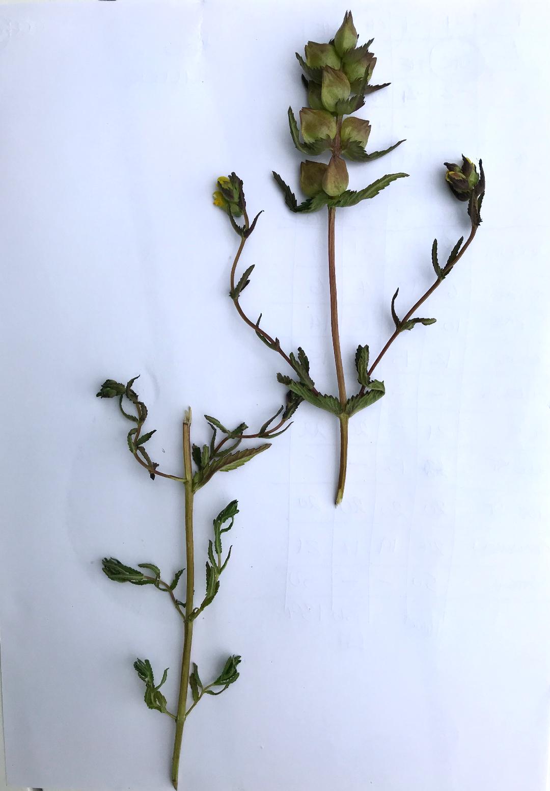 Sommer-Skjaller (Rhinanthus minor ssp. elatior)