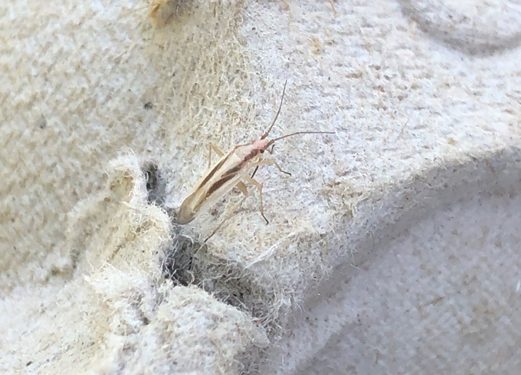 Sandskægtæge (Amblytylus albidus)