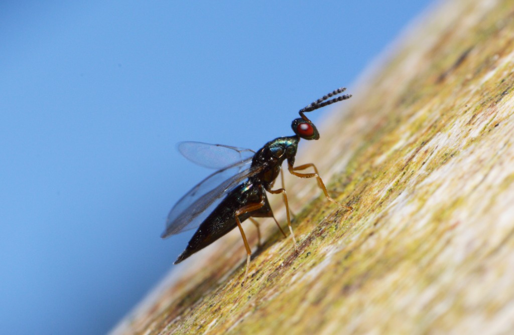 Platygerrhus ductilis (Platygerrhus ductilis)