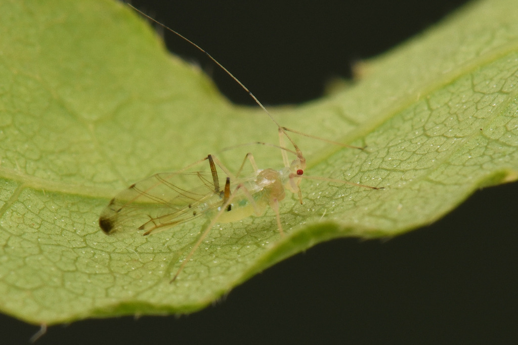 Drepanosiphum aceris (Drepanosiphum aceris)