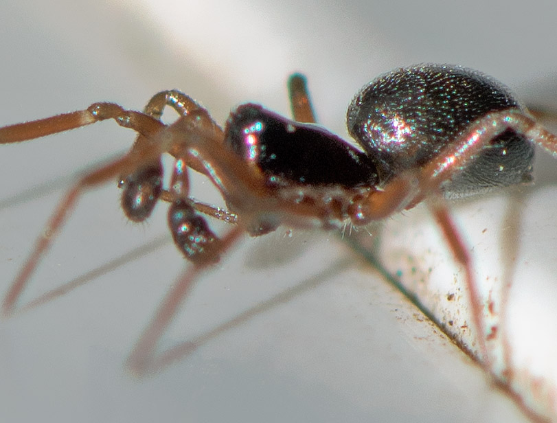 Dicymbium nigrum (Dicymbium nigrum)