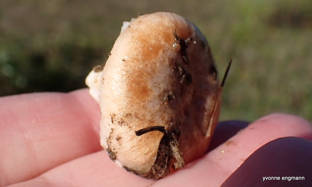Dunet Mælkehat (Lactarius pubescens)