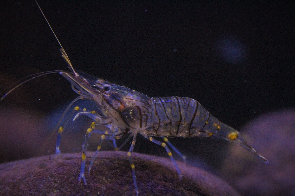 Tangreje (Palaemon elegans)