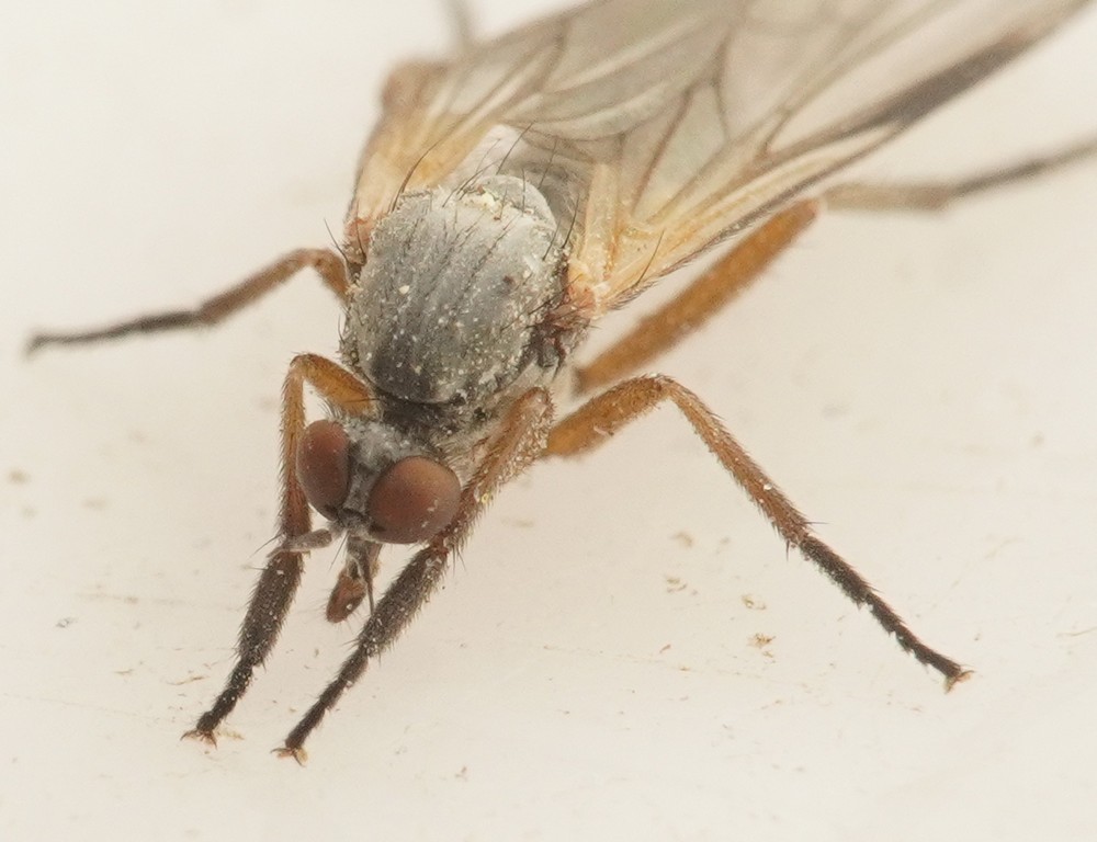 Hilara gallica (Hilara gallica)