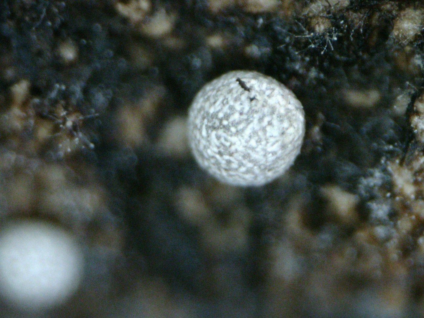 Badhamia panicea (Badhamia panicea)