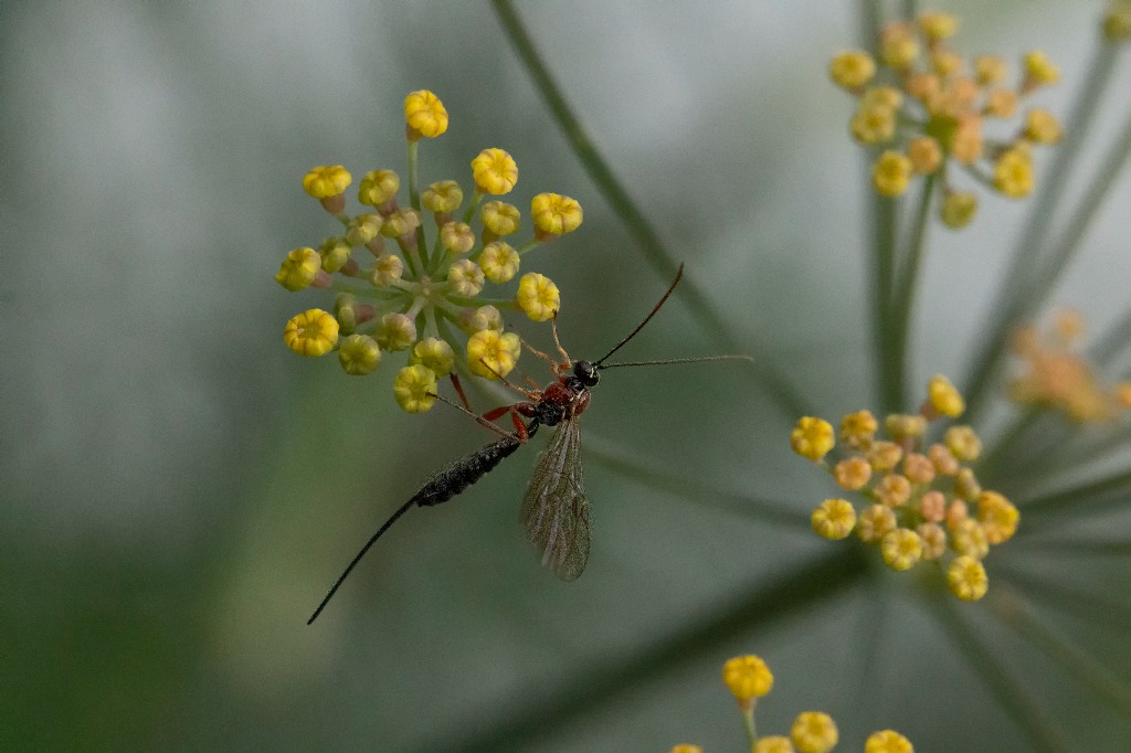 Perithous sp. (Perithous sp.)