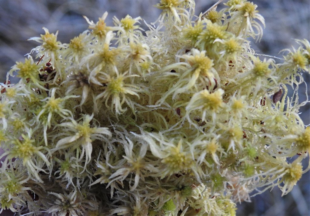 Kuplet Tørvemos (Sphagnum flexuosum)