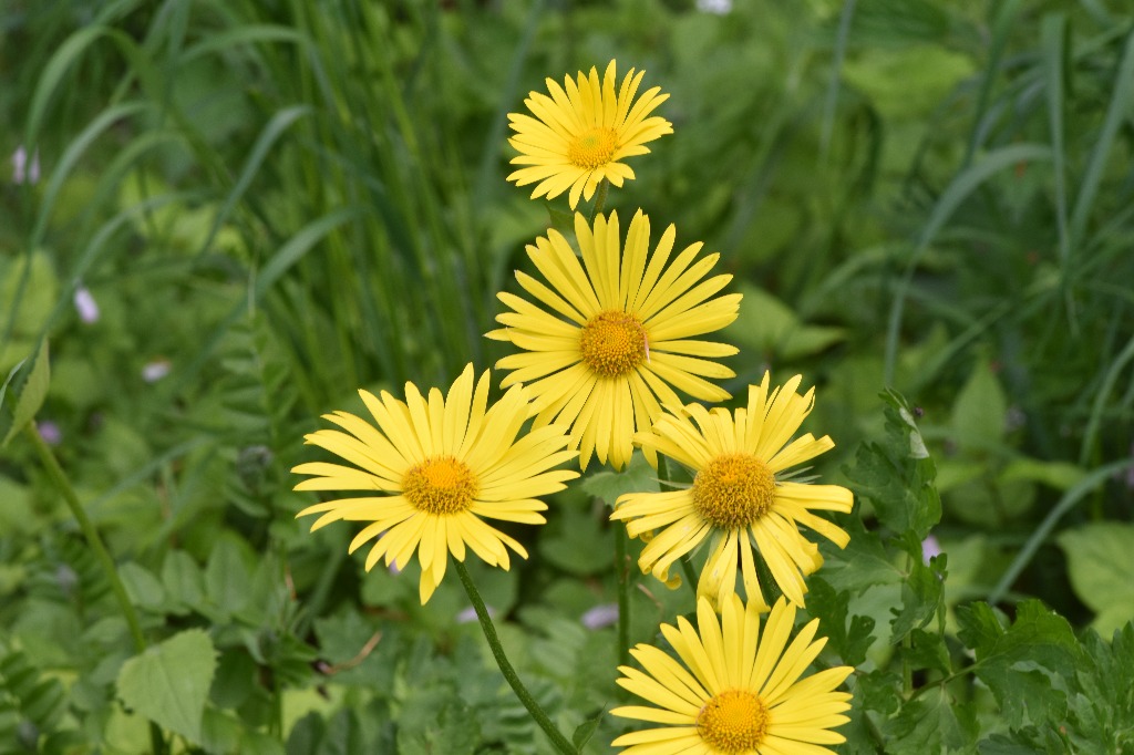 Doronicum pardalianches x plantagineum x columnae (Doronicum x excelsum)