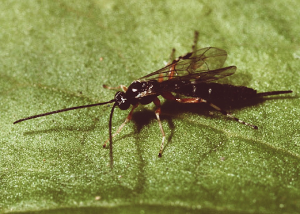 Tromatobia variabilis (Tromatobia variabilis)