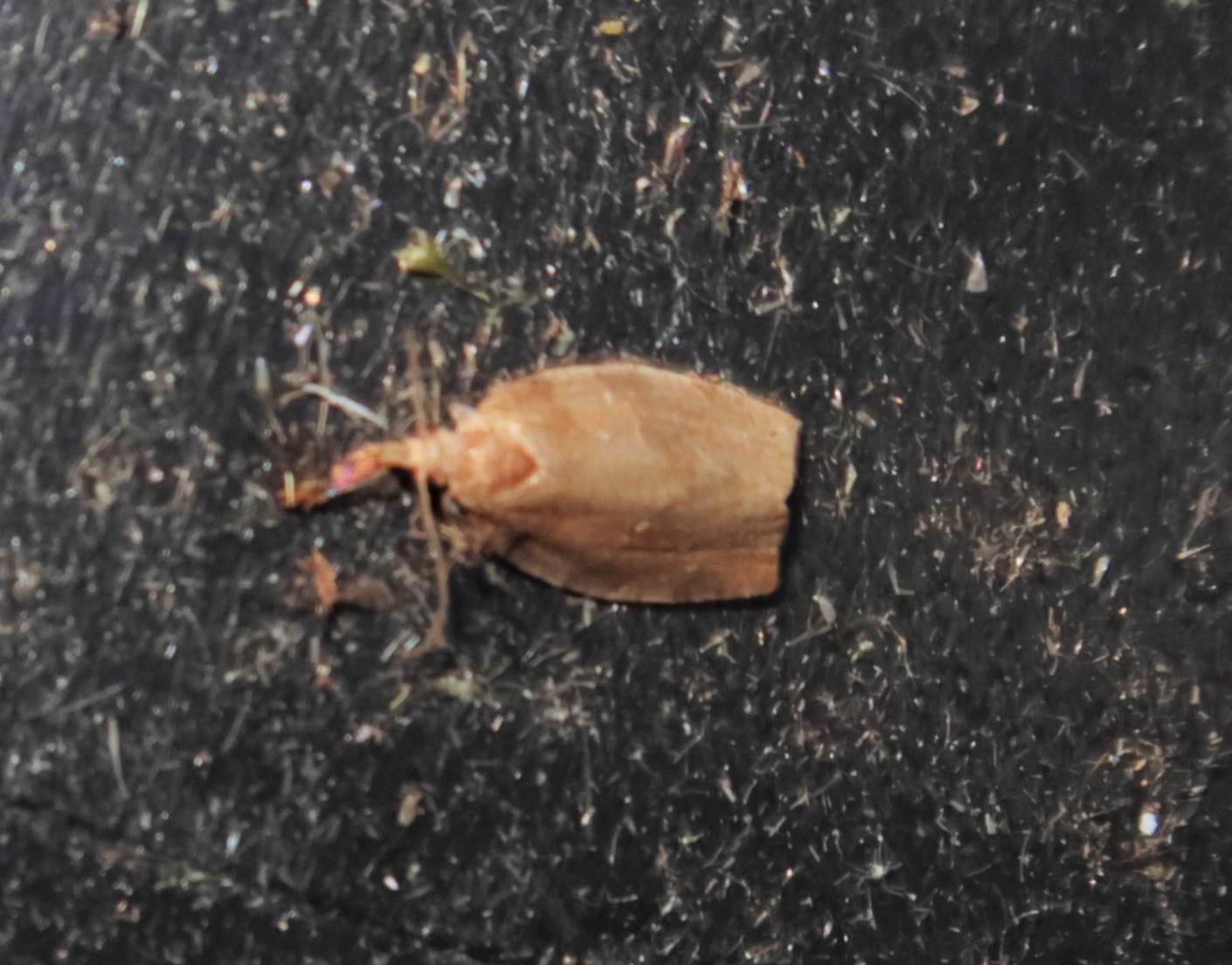 Chokoladebrun Frugtbladvikler (Pandemis heparana)