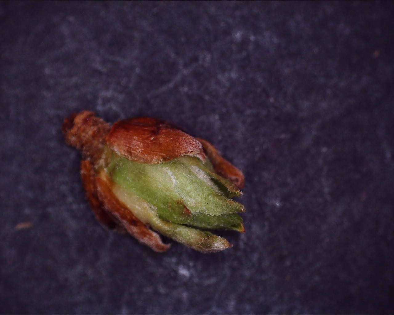 Birkeknopgalmide (Acalitus calycophthirus)