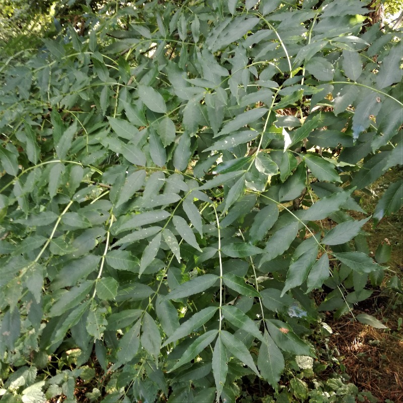 Ask (Fraxinus excelsior)