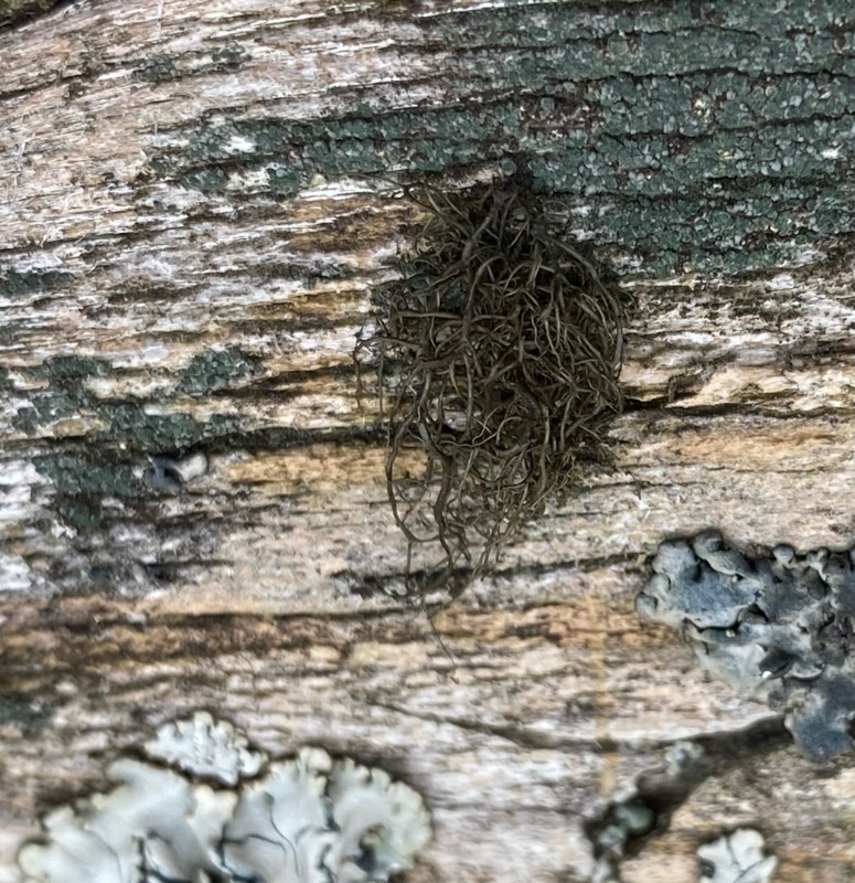 Mørk Mankelav (Bryoria chalybeiformis)