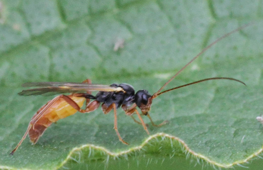 Perilissus sp. (Perilissus sp.)