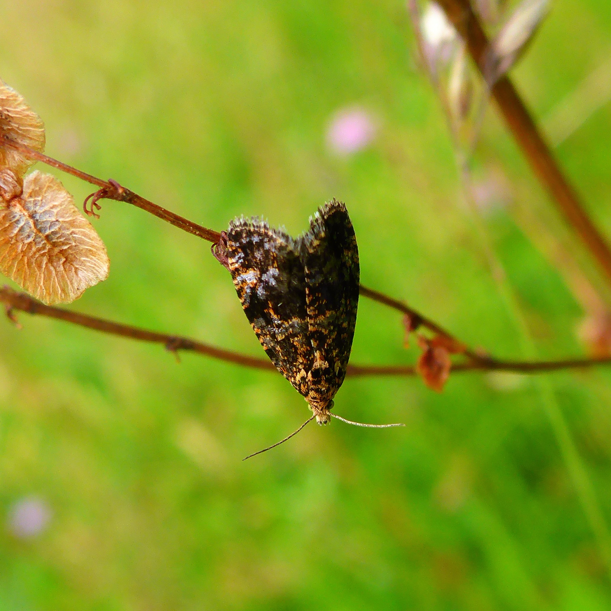 Skabiosevikler (Selenodes karelica)