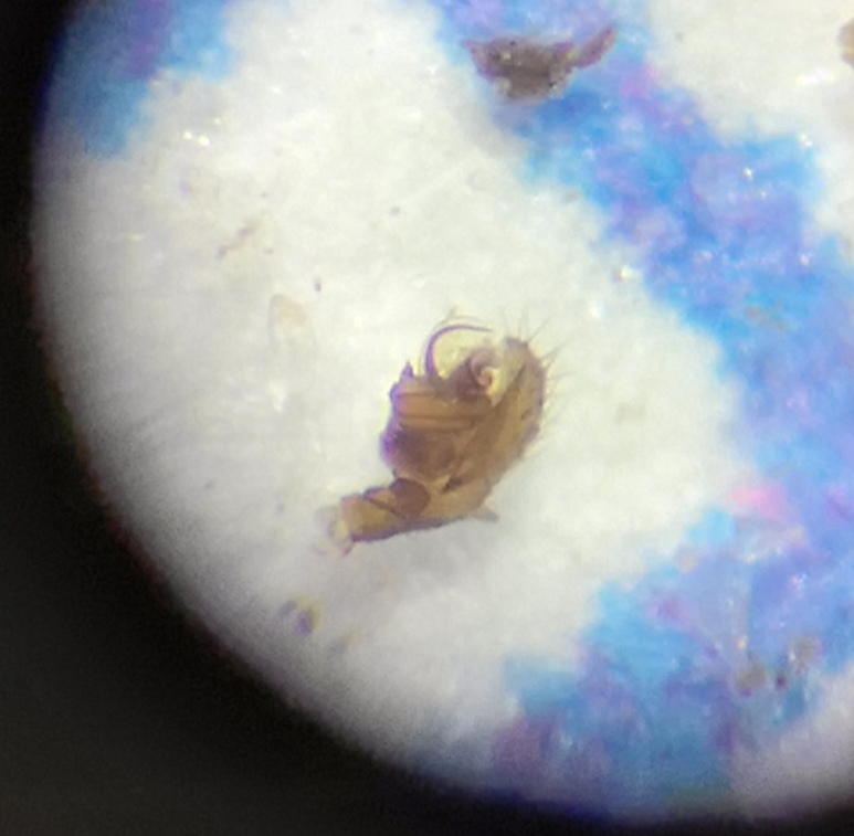 Pelecopsis parallela (Pelecopsis parallela)